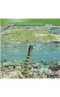 Banded Sea Snake / Serpiente Marina Rayada