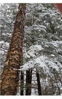 Birch Tree Winter Forest Journal