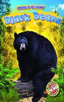 Black Bears