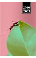 Ant Insect Myrmecology Week Planner Weekly Organizer Calendar 2020 / 2021 - On the Leaf: Cute Wildlife Animal Pet Bullet Journal Notebook Diary in 6" x 9" Inch Pocket Size