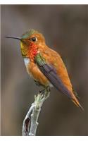 Hummingbird Journal: A 120 Page 6x9 Blank Lined Notebook / Journal Gift for Hummingbird Lovers, Bird Watchers and More(4 Hummingbirds Vol)