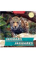 Jaguars and Other Latin American Wild Cats / Jaguares Y Otros Felinos de Latinoamérica