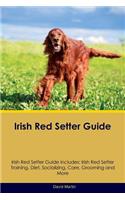 Irish Red Setter Guide
