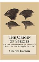 Origin of Species