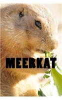 Meerkat