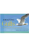 Amazing Gulls