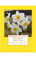 Daffodils, Narcissus and How To Grow Them
