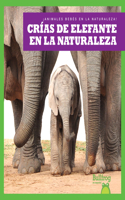 Crías de Elefante En La Naturaleza (Elephant Calves in the Wild)