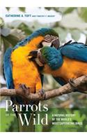 Parrots of the Wild