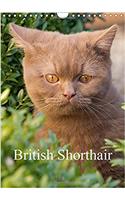 British Shorthair 2017