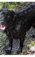 Black Labrador Lab Retreiver All Wet Dog Journal
