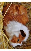 Fluffy Guinea Pig Resting on Hay Journal: Take Notes, Write Down Memories in this 150 Page Lined Journal