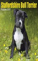 STAFFORDSHIRE BULL TERRIER PUPPIES M 202