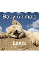 Baby Animals - Lions 2017