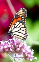 Butterfly Notebook: A5 Lined Notepad - Journal for Women, Men, Teens and Kids. A Beautiful Gift Idea for Animal Lover