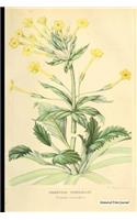 Botanical Print Journal: primula verticillata, 6" x 9" Vintage Botanical Flower Print Journal - [Unruled/Blank/Plain/Unlined Journal]