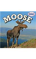 Moose