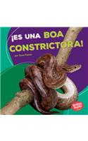 ¡es Una Boa Constrictora! (It's a Boa Constrictor!)