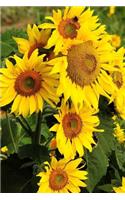 Beautiful Sunflowers in Spring Journal