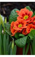 Primroses in the Garden Journal