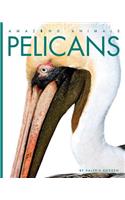 Pelicans