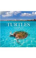Turtles Calendar 2020: 16 Month Calendar