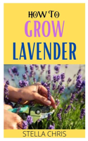 How to Grow Lavender