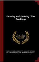 Growing and Grafting Olive Seedlings