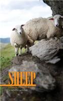 Sheep Weekly Planner 2017: 16 Month Calendar