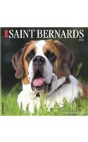 Just Saint Bernards 2019 Wall Calendar (Dog Breed Calendar)