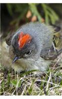 Chipping Sparrow (Spizella Passerina) Bird Journal: 150 page lined notebook/diary