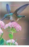 Hummingbird