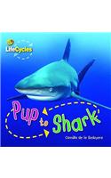 Lifecycles: Pup to Shark