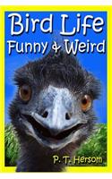 Bird Life Funny & Weird Feathered Animals