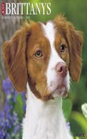 Just Brittanys 2018 Wall Calendar (Dog Breed Calendar)