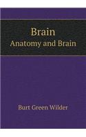 Brain Anatomy and Brain