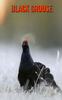 Black Grouse