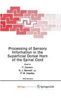 Processing of Sensory Information in the Superficial Dorsal Horn of the Spinal Cord
