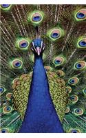 Peacock: JOURNAL LOG DOODLE SKETCH DRAWING NOTE BOOK NO LINES UNRULED 6" x 9" 186 PAGES