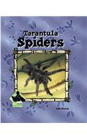 Tarantula Spiders