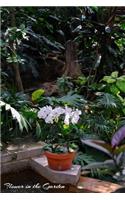 Flower in the Garden