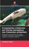 Cruzamento e heterose em Clarias Gariepinus nos Camarões ocidentais