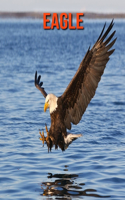 Eagle: Amazing Facts about Eagle
