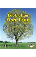 Look at an Ash Tree