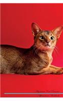 Abyssinian Cat Affirmations Workbook Abyssinian Cat Presents: Positive and Loving Affirmations Workbook. Includes: Mentoring Questions, Guidance, Supporting You.