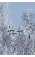 Flock of Drake Mallard Ducks Flying Journal