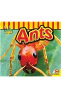 Ants: (Fascinating Insects)