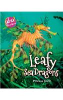Leafy Sea Dragons