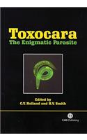 Toxocara