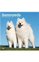 Samoyeds 2021 Square